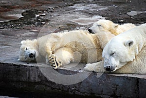White Medveditsa Latin of Ursus maritimus sleep with two bear cubs a polar, northern bear nearby.