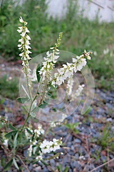 White melilot (Melilotus albus)