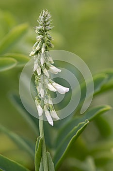 White melilot & x28;Melilotus albus& x29; raceme