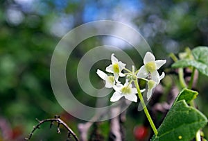 White melon flower