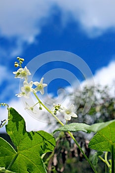 White melon flower under blue sky
