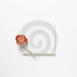 White memo pad, empty paper with dry orange ranunculus flower on white background