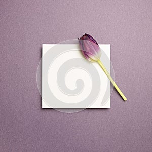 White memo pad and purple tulip flower on purple background