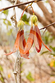 White Meranti seeds.