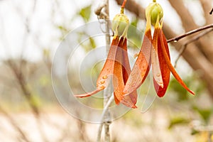 White Meranti seeds.