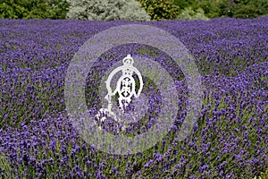 White metal chair for photo oportunity in lavender field