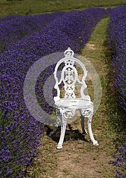 White metal chair for photo oportunity in lavender field