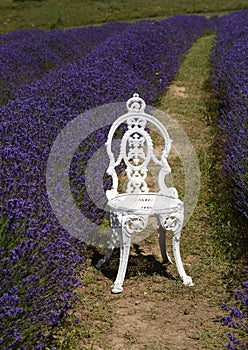 White metal chair for photo oportunity in lavender field photo