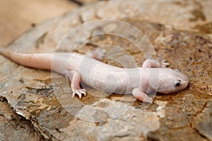 A white and metamorphosed Mexican achoque , Ambystoma