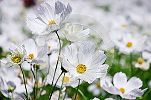 White mexican aster flowers in garden bright sunshine day on a background of green leaves. Cosmos bipinnatus. Select focus