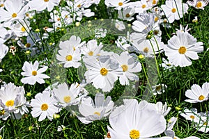 White mexican aster flowers in garden bright sunshine day on a background of green leaves. Cosmos bipinnatus. Select focus