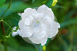 White Mexican petunia flower Ruellia simplex - Davie, Florida, USA