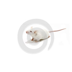 White mice isolated