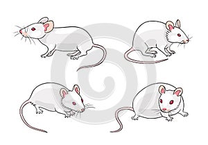 White mice - vector illustration