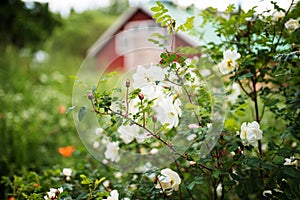 White midsummer rose, closeup on flowers