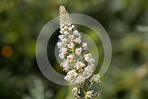 White mignonette Reseda alba