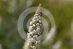 White mignonette Reseda alba