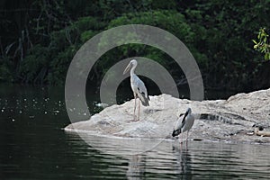 White Migratory bird at wet spot