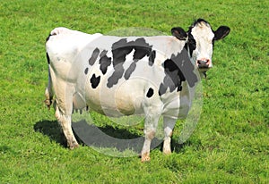 White milch cow with black spots