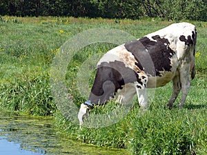 White milch cow with black spots drinks water from a canal