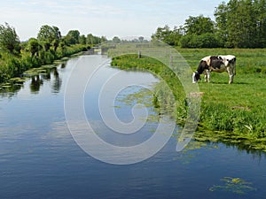 White milch cow with black spots grazing on green grass pasture