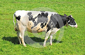 White milch cow with black spots photo