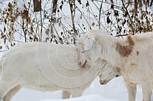 Blanco ordeno cabras ganador en en invierno en Bosque 