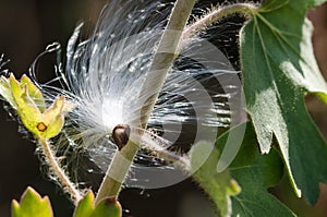 White Milkweed Seed Fibers Snagged on Autumn Branch