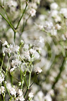 White million star flowers