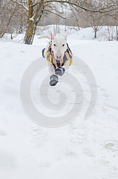 White mini bull terrier in boots running in the snow