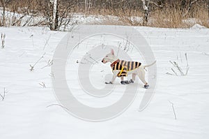 White mini bull terrier in boots running in the snow.