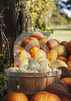 White mini pumpkins in a wood basket in the garden