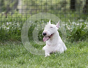 White miniature bull terrier