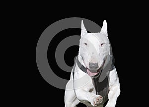 White Miniature Bull Terrier, black background