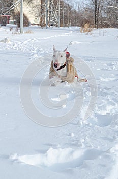 A white miniature bull terrier in a fluffy beige overalls runs in the snow