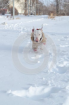 A white miniature bull terrier in a fluffy beige overalls runs in the snow