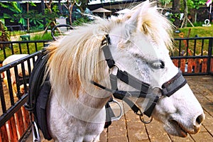 A white miniature horse at a mini petting zoo