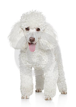 White Miniature poodle