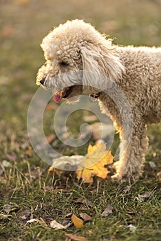 White miniature poodle, sunset in a park