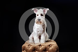 A white miniature schnauzer. Portrait of a dog in close-up on a black background