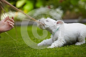 White miniature schnauzer puppy