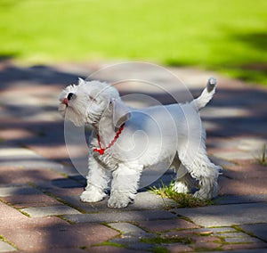 White miniature schnauzer puppy