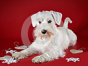 White miniature schnauzer puppy