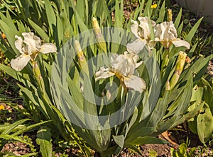 White miniature undersized or dwarf irises pumila  in the garden