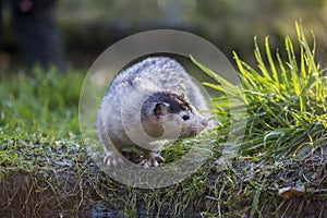 White mink on the shore of the lake