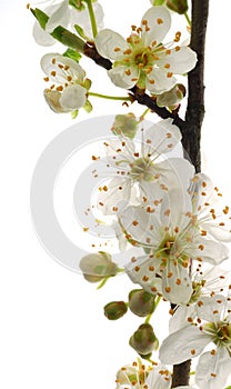 White mirabelle flowers