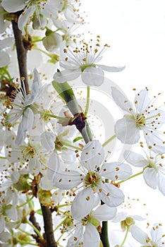 White mirabelle flowers