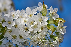 White Mirabelle or Prunus Domestica flowers blossoming on a plum tree in a garden in springtime from below. Closeup of