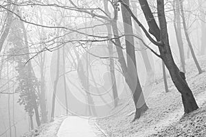 White misty forest park and vanishing path
