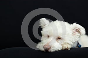 White Mix Breed Dog on Black Background